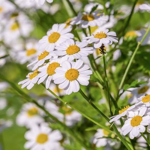 충남 태안의 수국 향연, 팜카밀레 허브농원 탐방기
