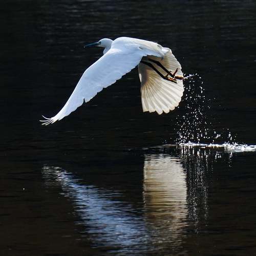 건강한 다이어트를 위한 알룬정! 가격, 효과, 부작용 그리고 올바른 복용법까지!