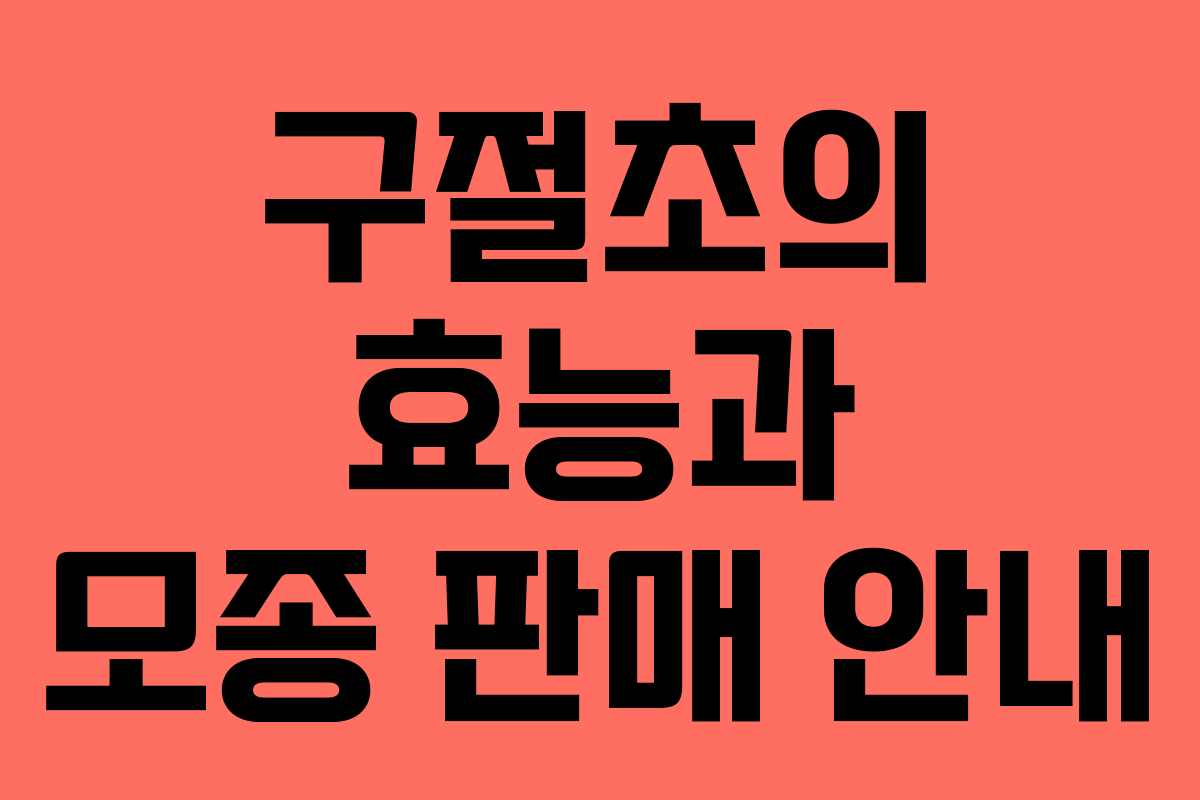 구절초의 효능과 모종 판매 안내