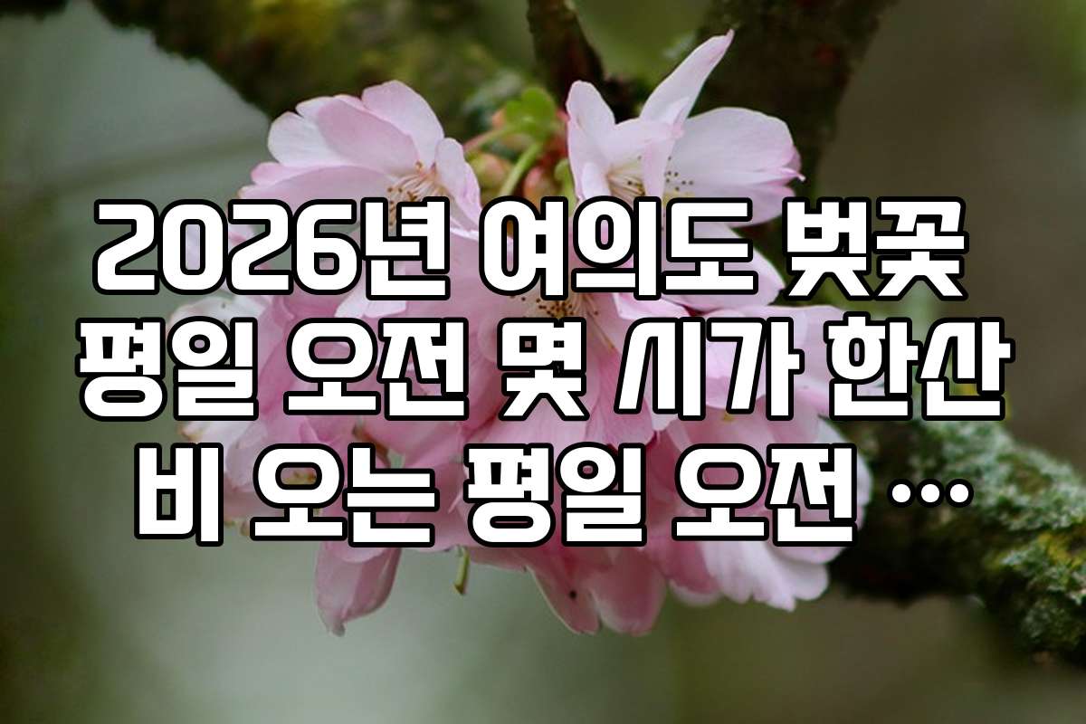 2026년 여의도 벚꽃 평일 오전 몇 시가 한산 비 오는 평일 오전 전경