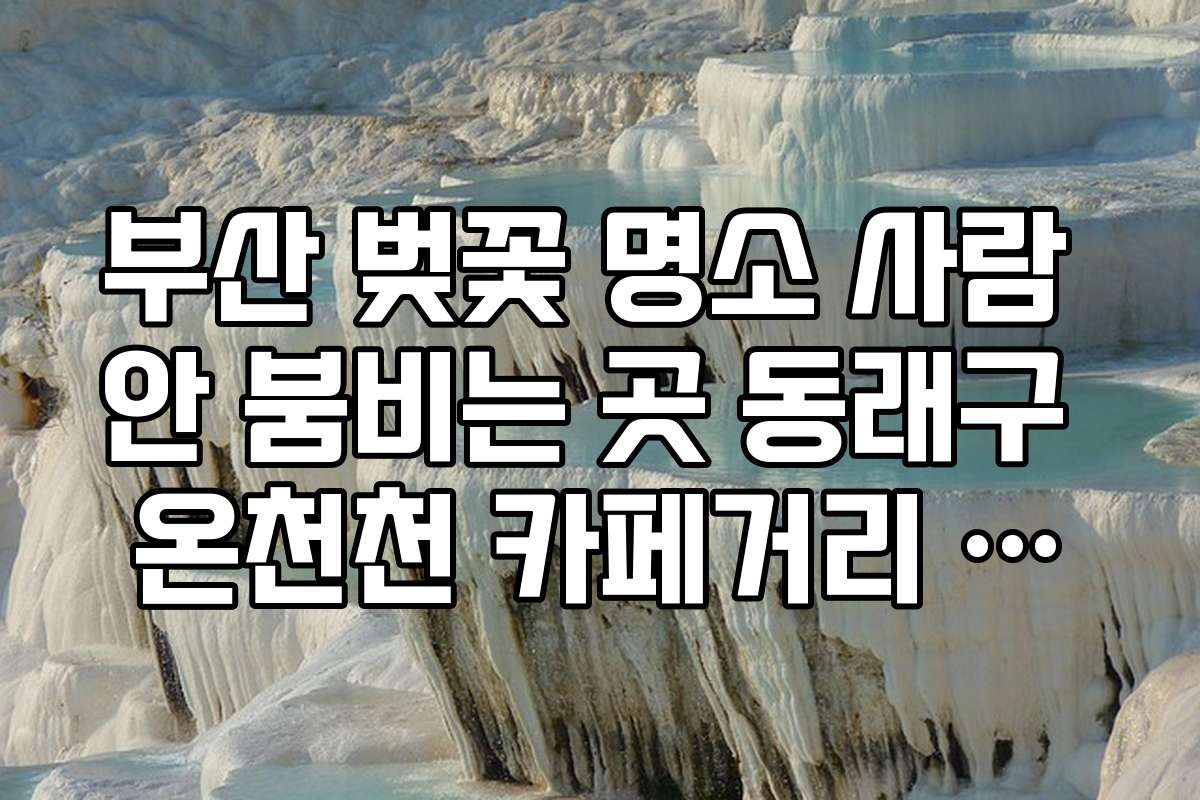 부산 벚꽃 명소 사람 안 붐비는 곳 동래구 온천천 카페거리 반대편