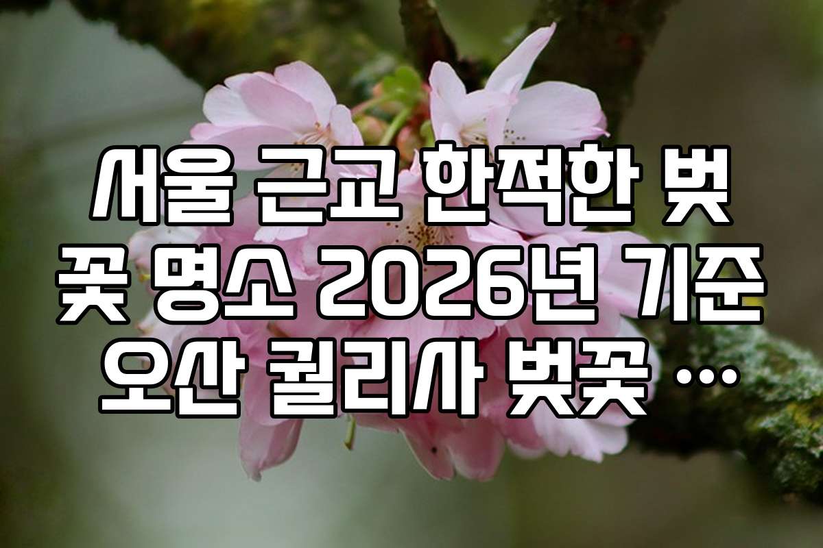 서울 근교 한적한 벚꽃 명소 2026년 기준 오산 궐리사 벚꽃 풍경