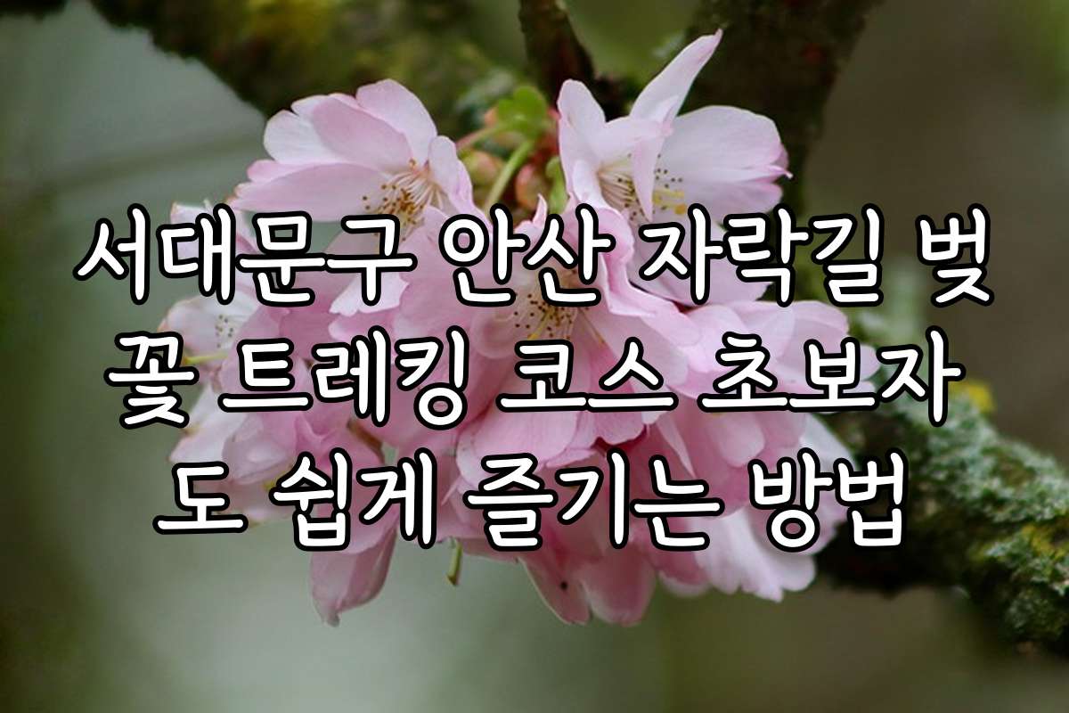 서대문구 안산 자락길 벚꽃 트레킹 코스 초보자도 쉽게 즐기는 방법