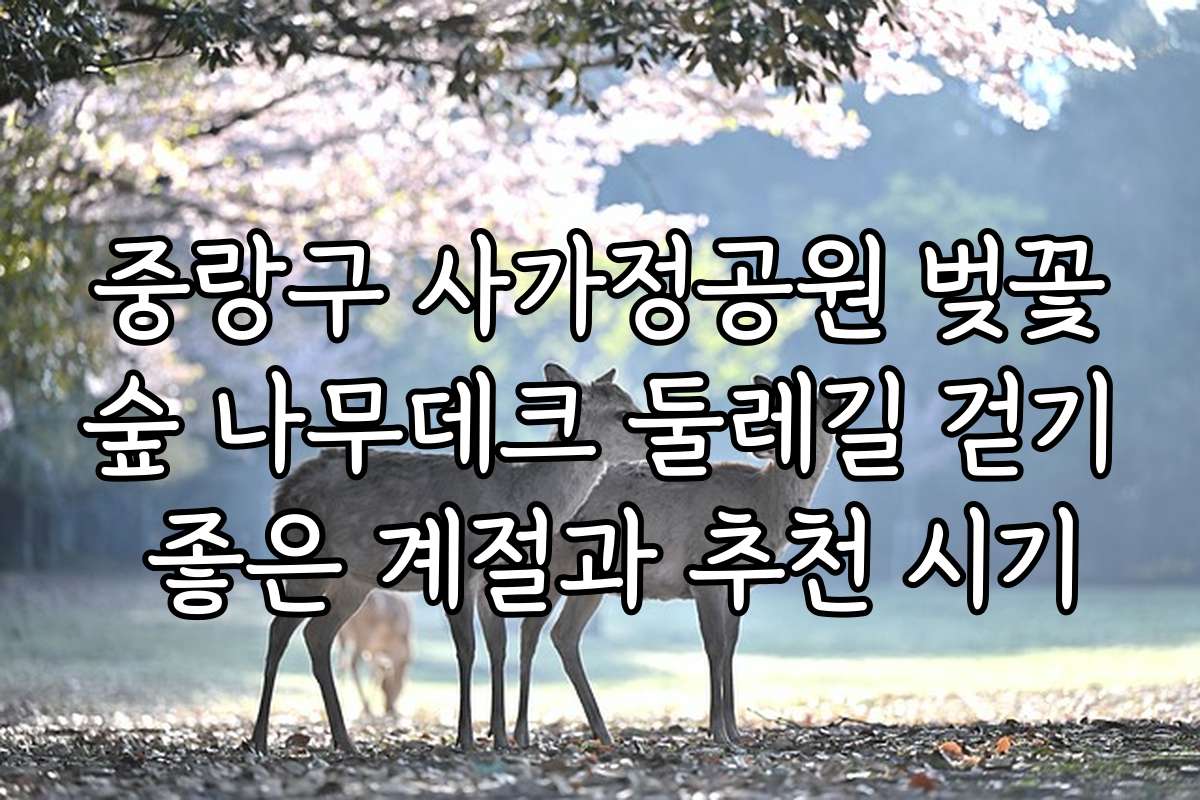 중랑구 사가정공원 벚꽃숲 나무데크 둘레길 걷기 좋은 계절과 추천 시기