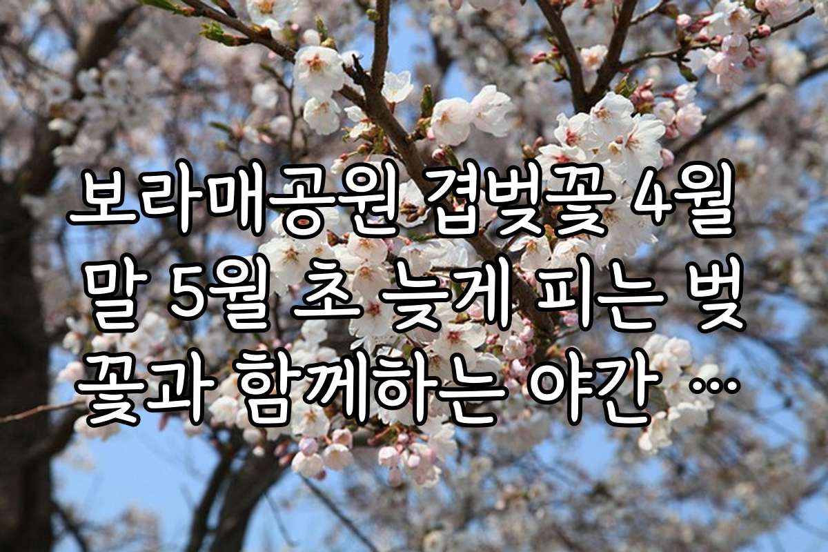 보라매공원 겹벚꽃 4월 말 5월 초 늦게 피는 벚꽃과 함께하는 야간 조명 이벤트와 빛축제 일정 안내