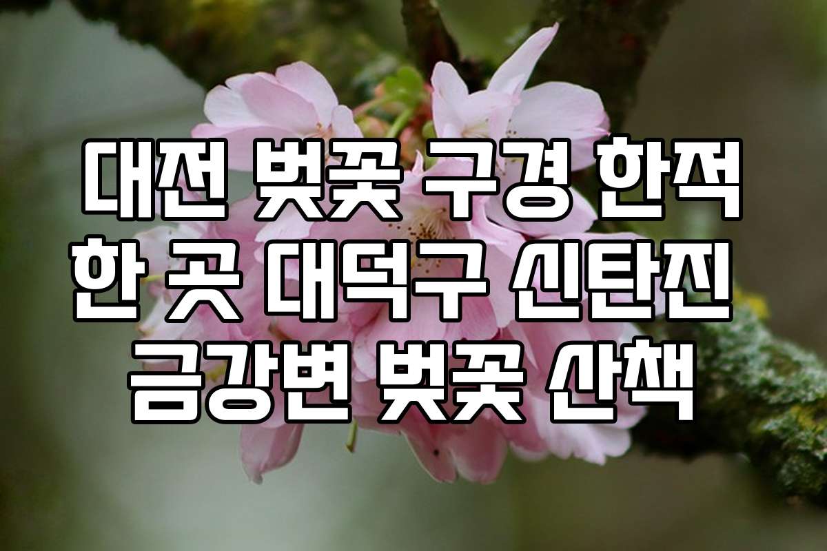 대전 벚꽃 구경 한적한 곳 대덕구 신탄진 금강변 벚꽃 산책