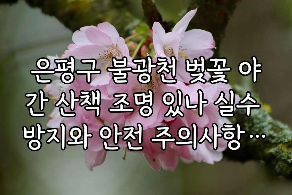 은평구 불광천 벚꽃 야간 산책 조명 있나 실수 방지와 안전 주의사항 안내