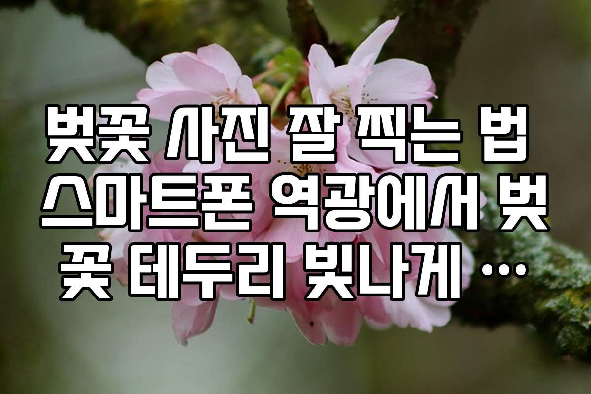 벚꽃 사진 잘 찍는 법 스마트폰 역광에서 벚꽃 테두리 빛나게 찍는 팁