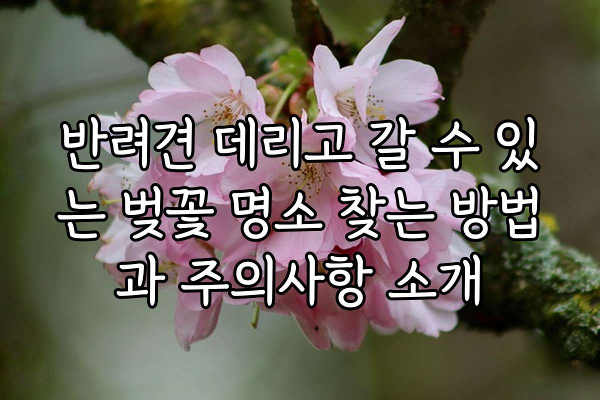반려견 데리고 갈 수 있는 벚꽃 명소 찾는 방법과 주의사항 소개
