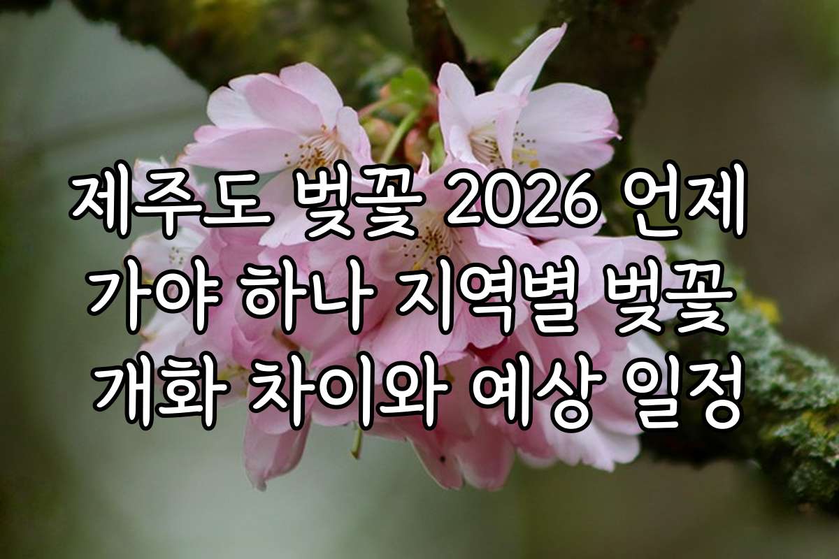 제주도 벚꽃 2026 언제 가야 하나 지역별 벚꽃 개화 차이와 예상 일정