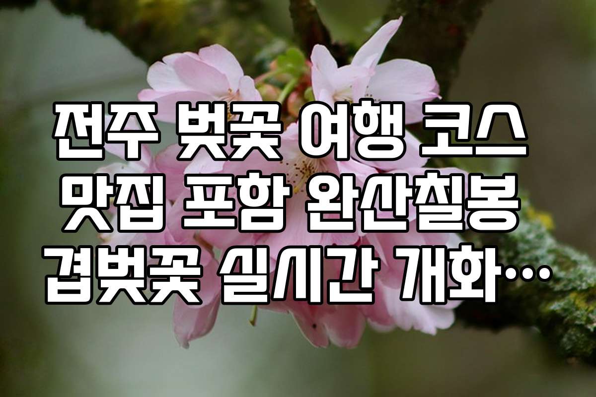 전주 벚꽃 여행 코스 맛집 포함 완산칠봉 겹벚꽃 실시간 개화 상황