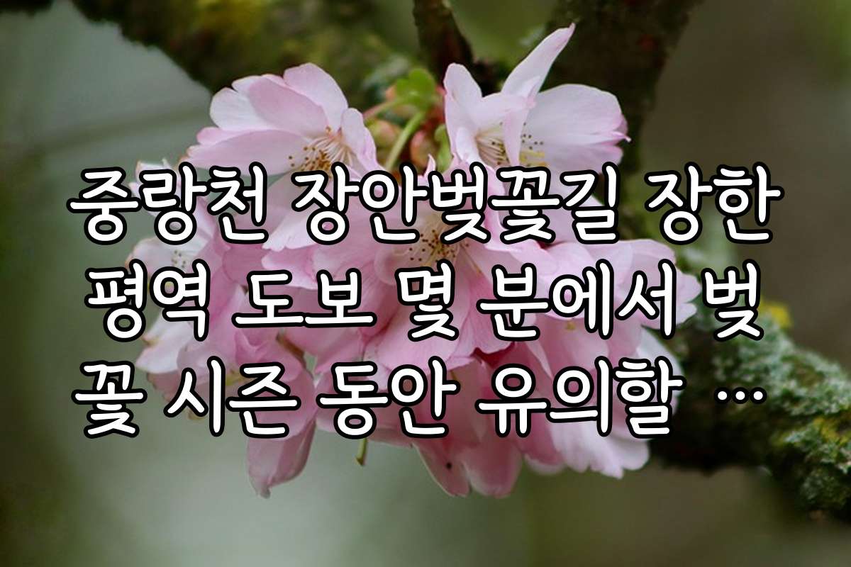중랑천 장안벚꽃길 장한평역 도보 몇 분에서 벚꽃 시즌 동안 유의할 점과 준비물