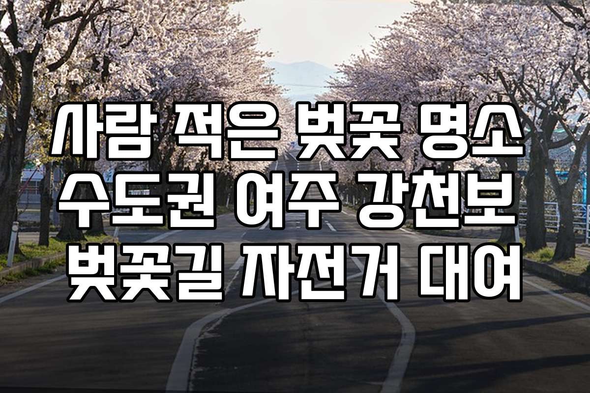 사람 적은 벚꽃 명소 수도권 여주 강천보 벚꽃길 자전거 대여