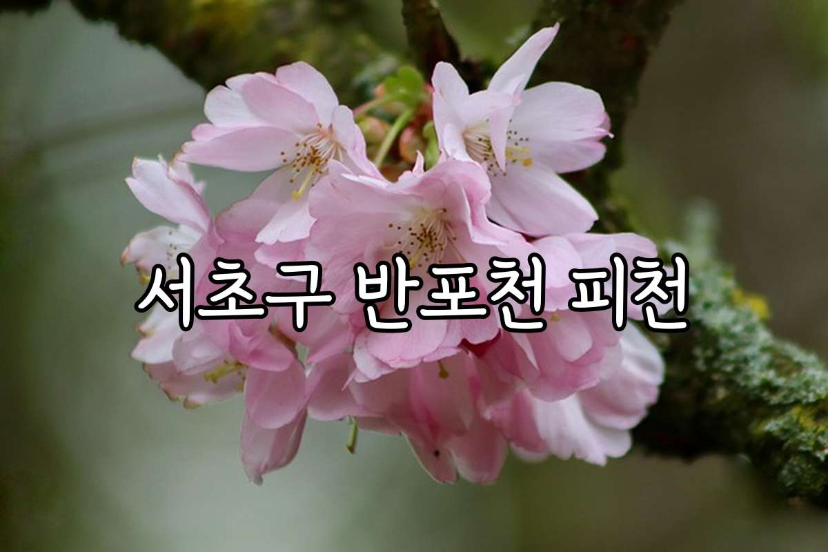 서초구 반포천 피천