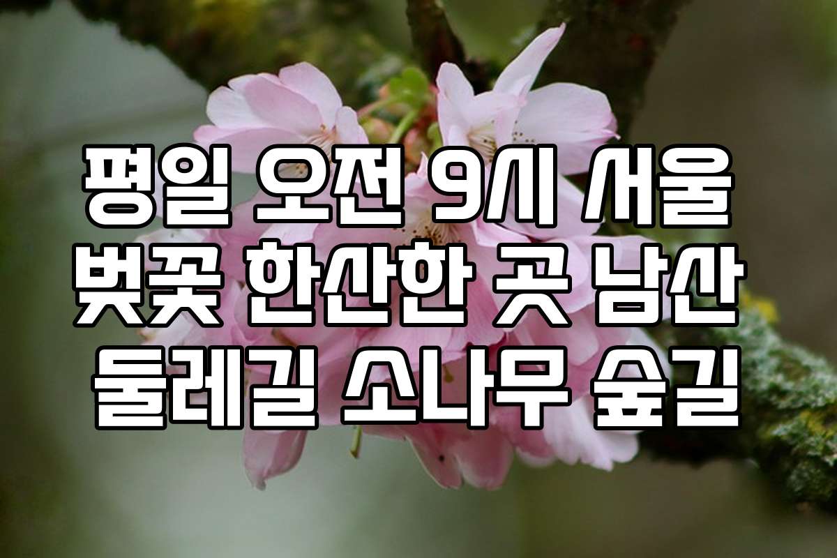 평일 오전 9시 서울 벚꽃 한산한 곳 남산 둘레길 소나무 숲길