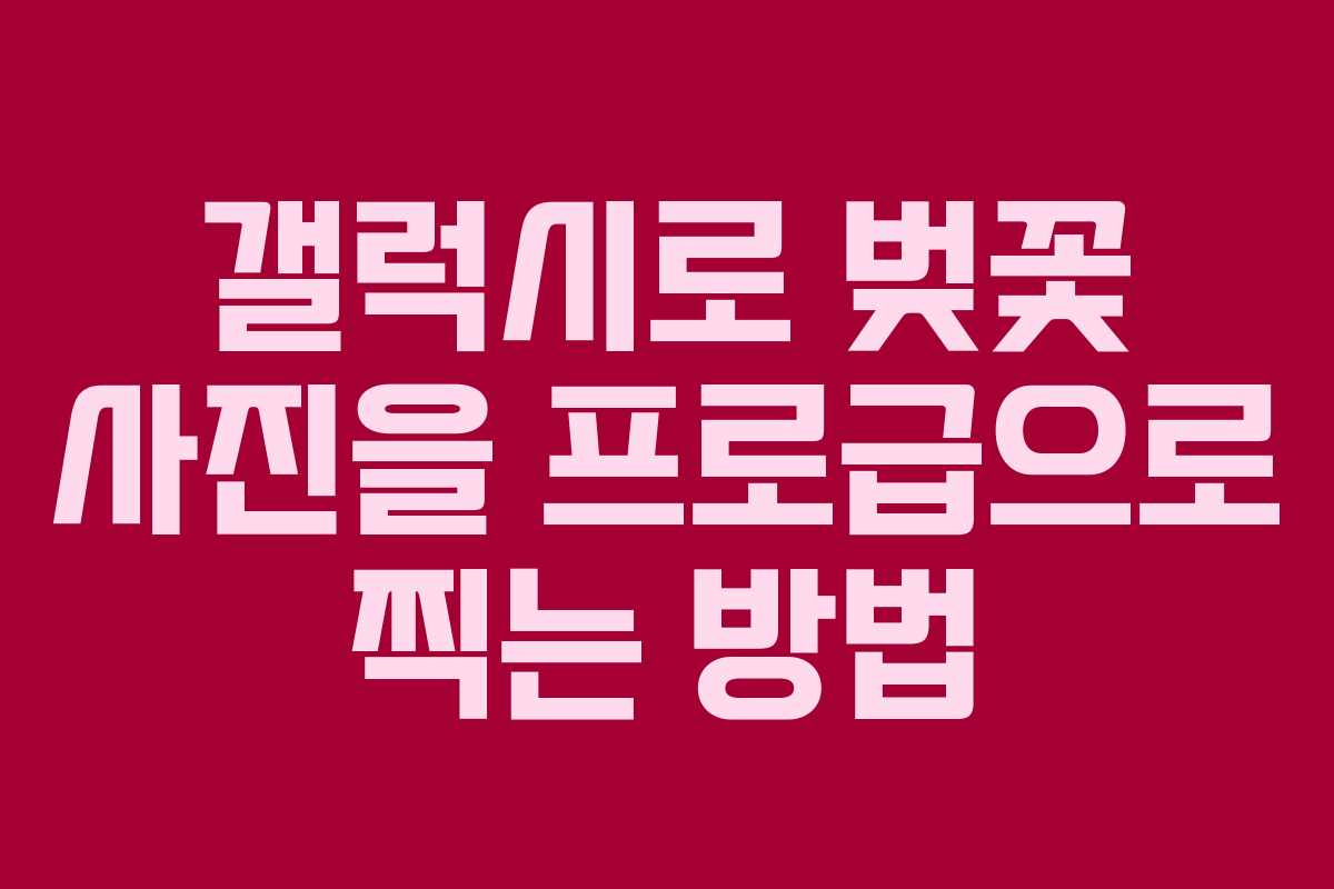 갤럭시로 벚꽃 사진을 프로급으로 찍는 방법