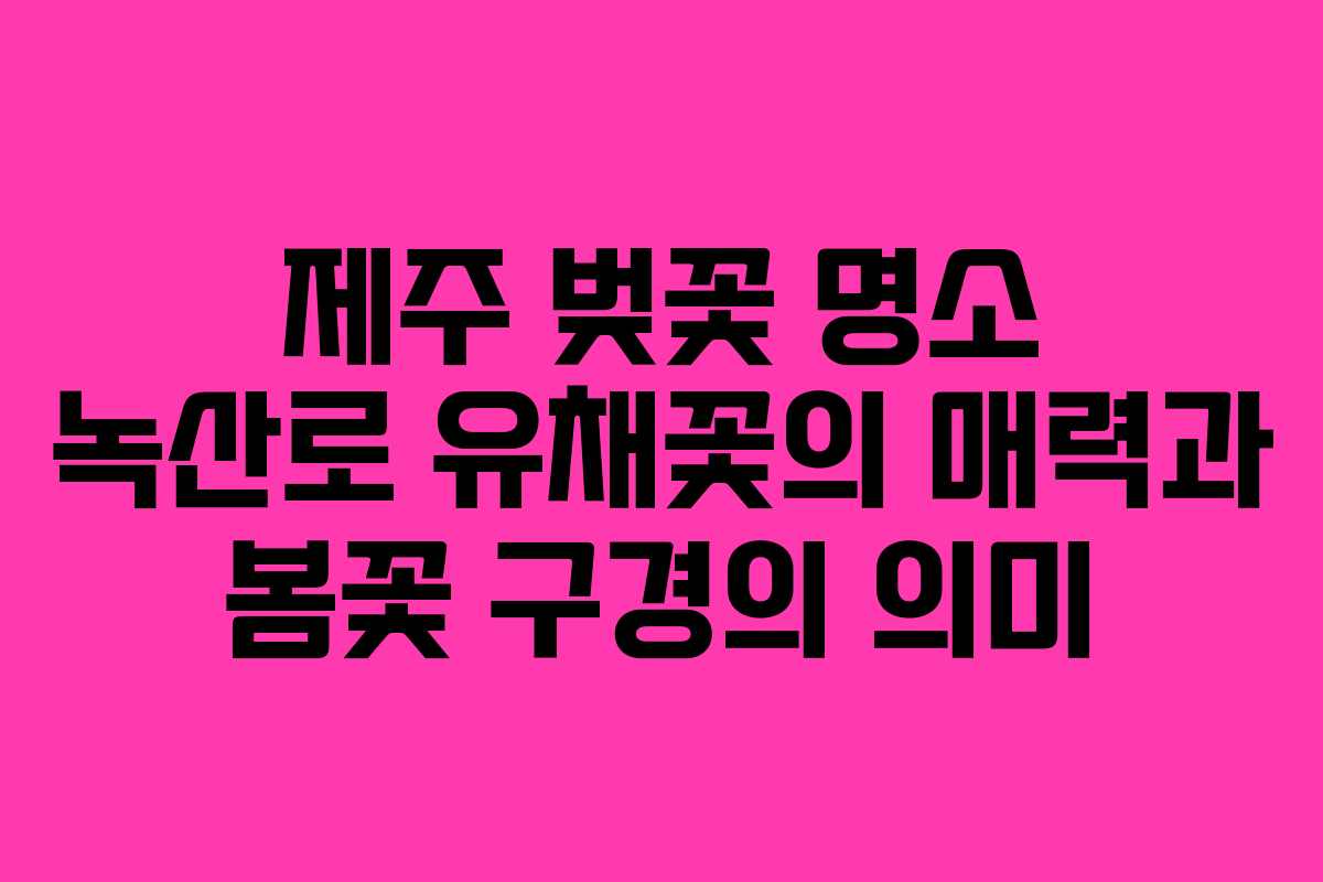 제주 벚꽃 명소 녹산로 유채꽃의 매력과 봄꽃 구경의 의미