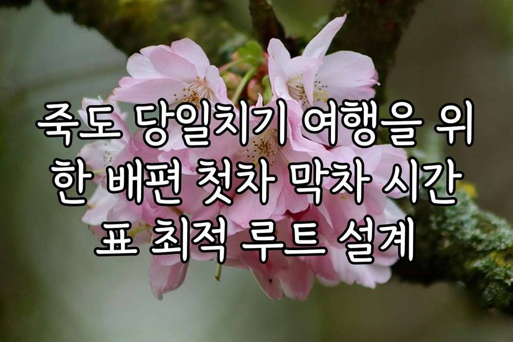 죽도 당일치기 여행을 위한 배편 첫차 막차 시간표 최적 루트 설계