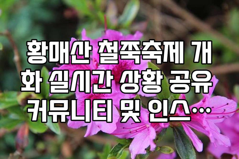 황매산 철쭉축제 개화 실시간 상황 공유 커뮤니티 및 인스타그램 해시태그